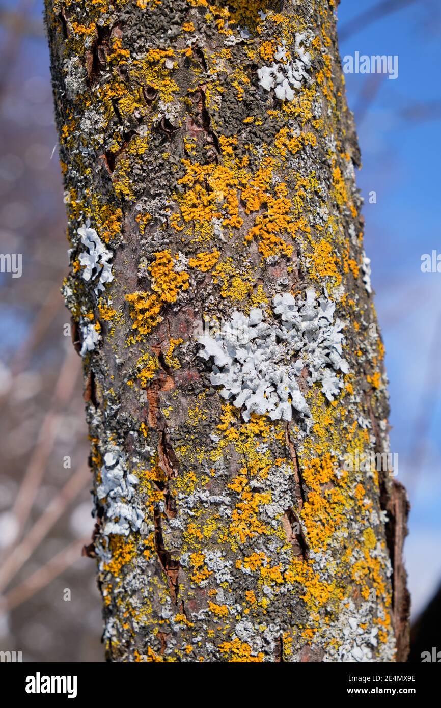 Tree bark, with yellow fungus and white lichen growing on it, on sunny