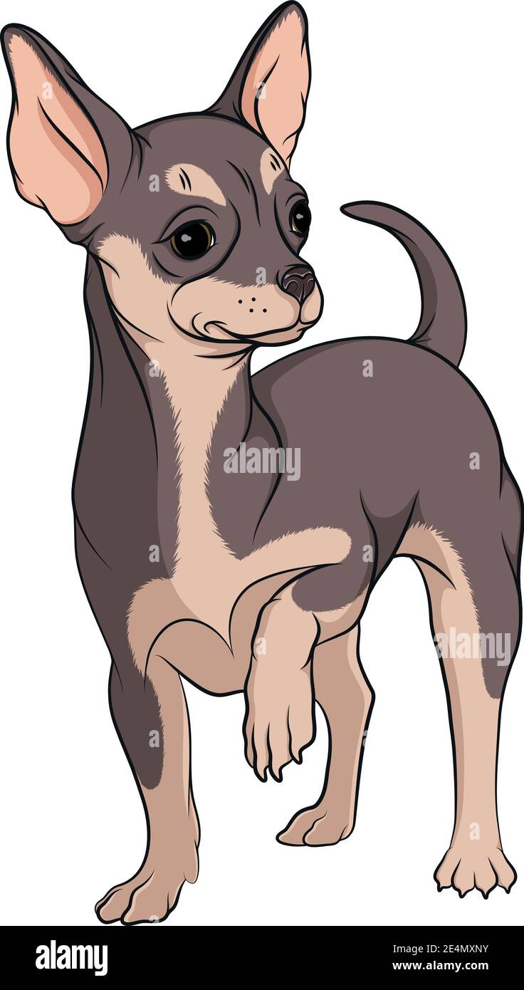Chihuahua vector vectors hi-res stock photography and images - Alamy