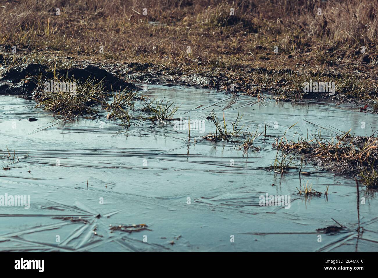 The puddle and swamp are covered with ice. Ice and frost bound the Swamp and mud. Landscape in a snowy forest. Swampy area during winter and frost Stock Photo