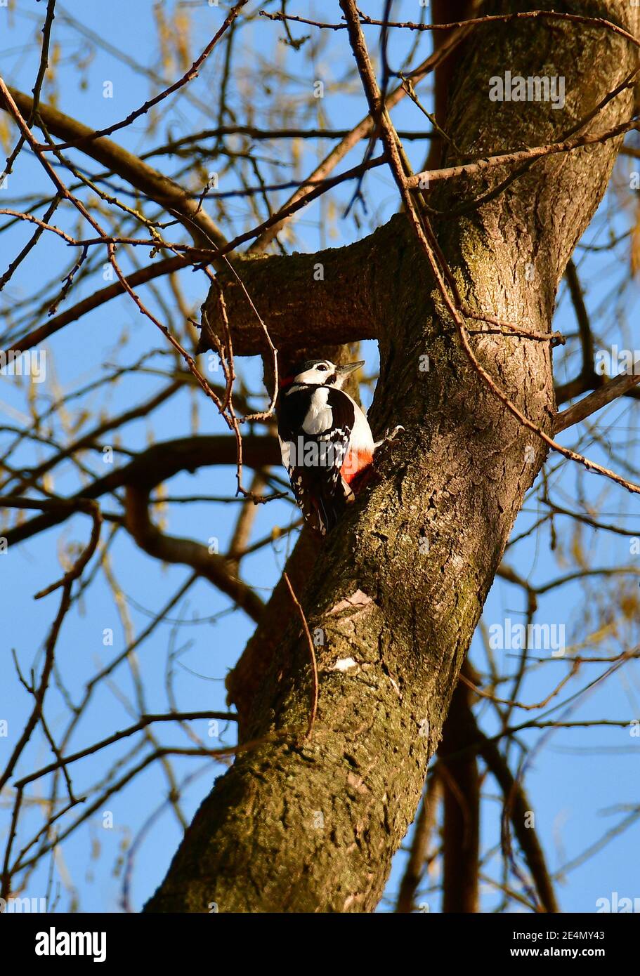 Great spotted woodpecker, Buntspecht, Dendrocopos major, nagy fakopáncs Stock Photo