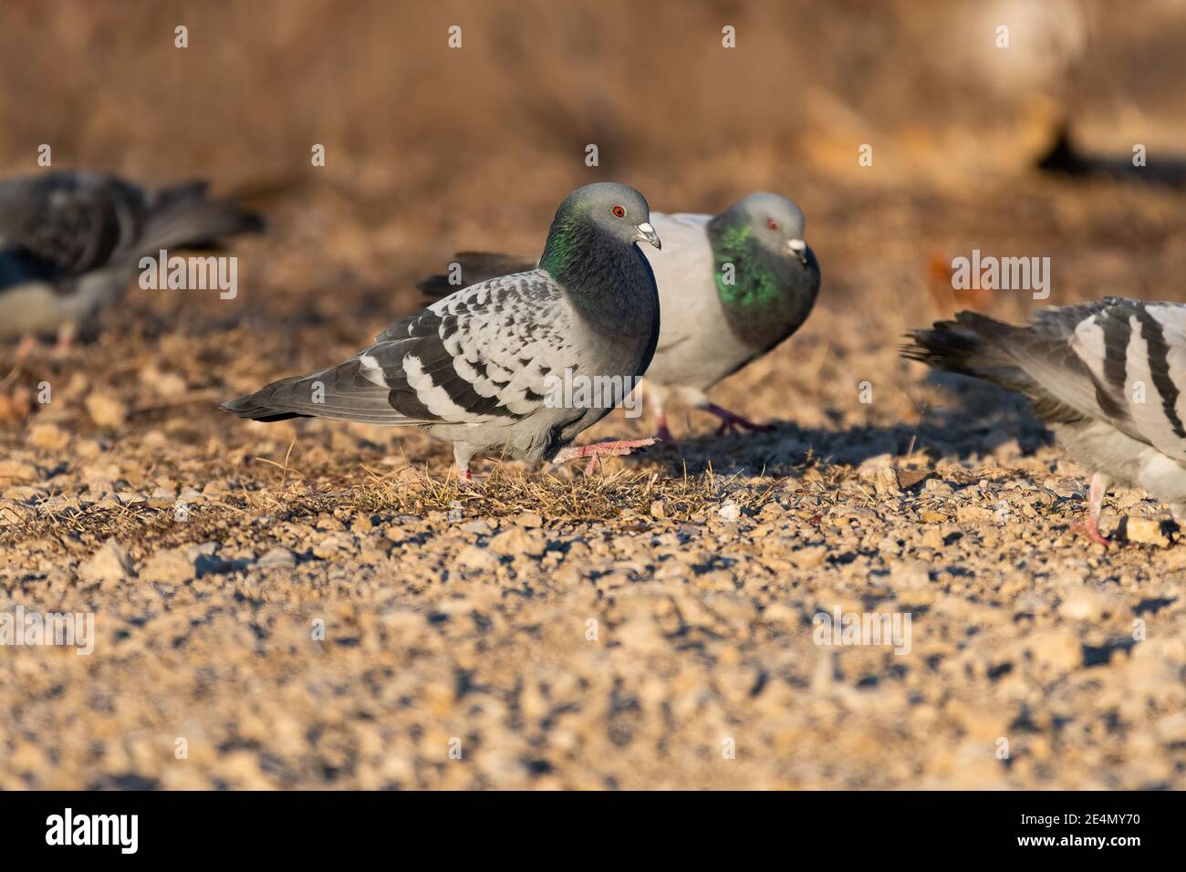 Rock Pigeons walking across a patch of dry, rocky ground while other members of their flock search for food. Stock Photo