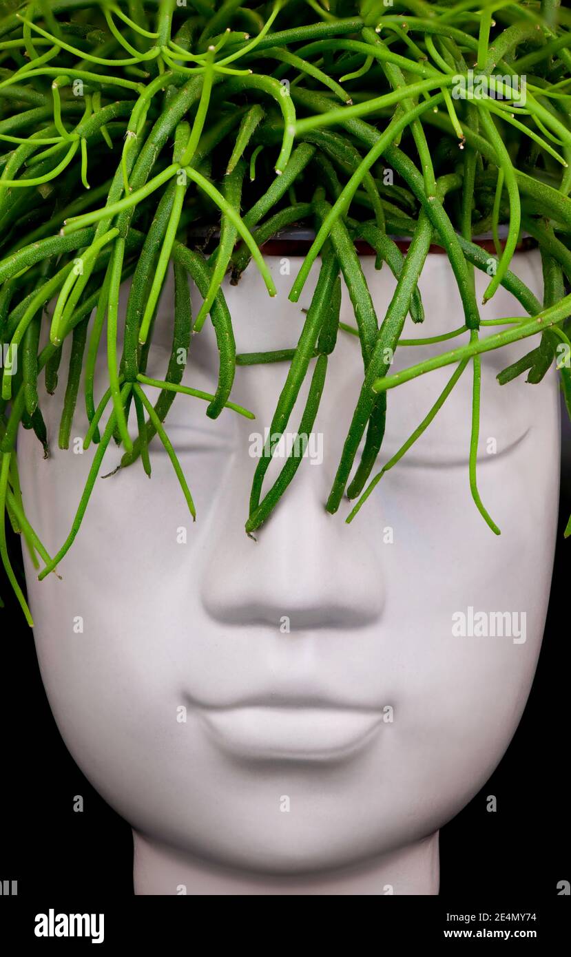 Pencil like stems hires stock photography and images Alamy