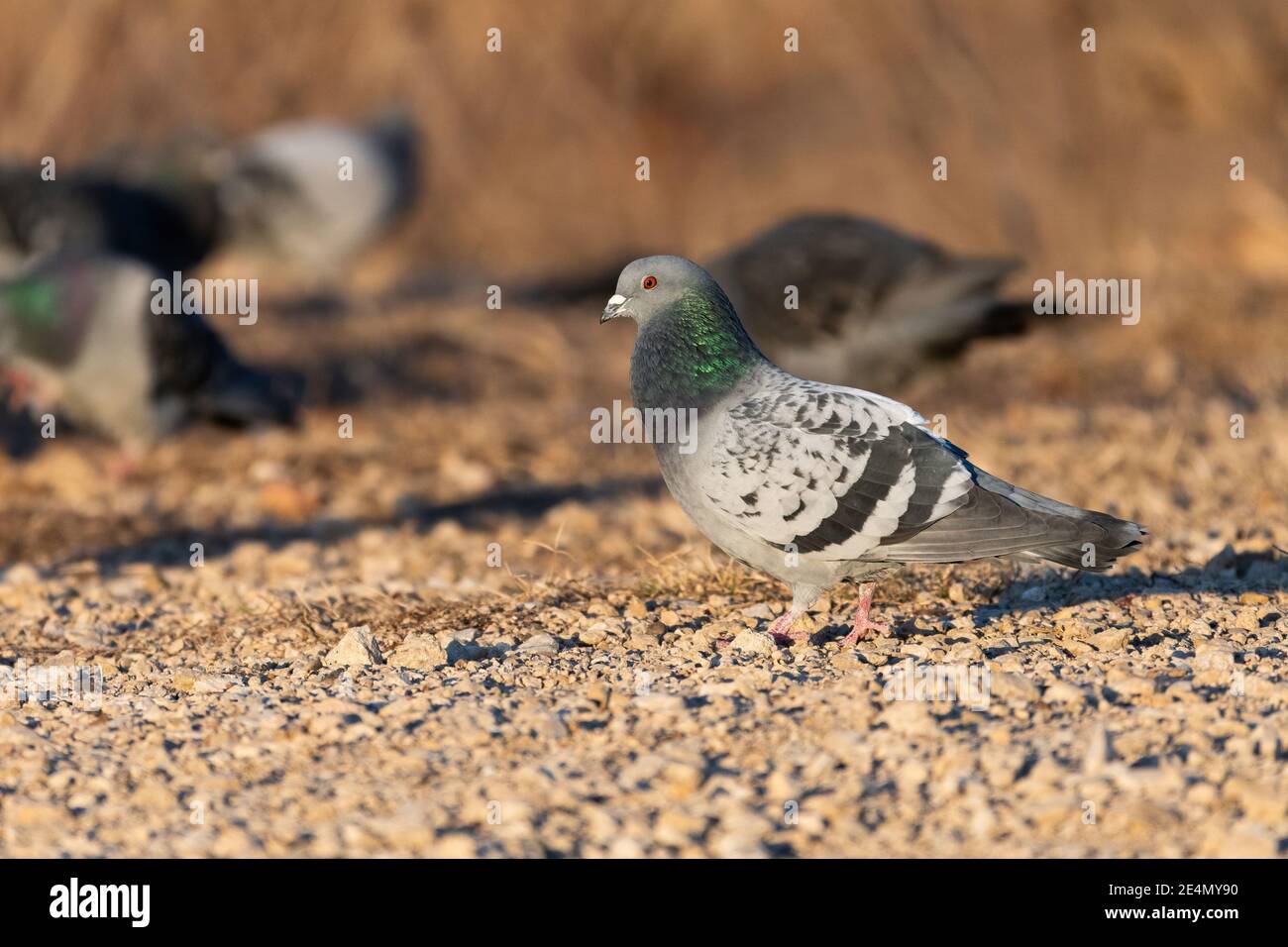 Rock Pigeon walking across a patch of dry, rocky ground while other members of its flock search for food in the background. Stock Photo