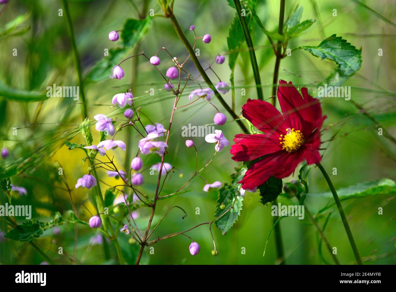 deep red cosmos,purple thalictrum delavayi,annual and perennial,annuals and perennials,mixed planting scheme,mixed planting combination,garden,gardens Stock Photo