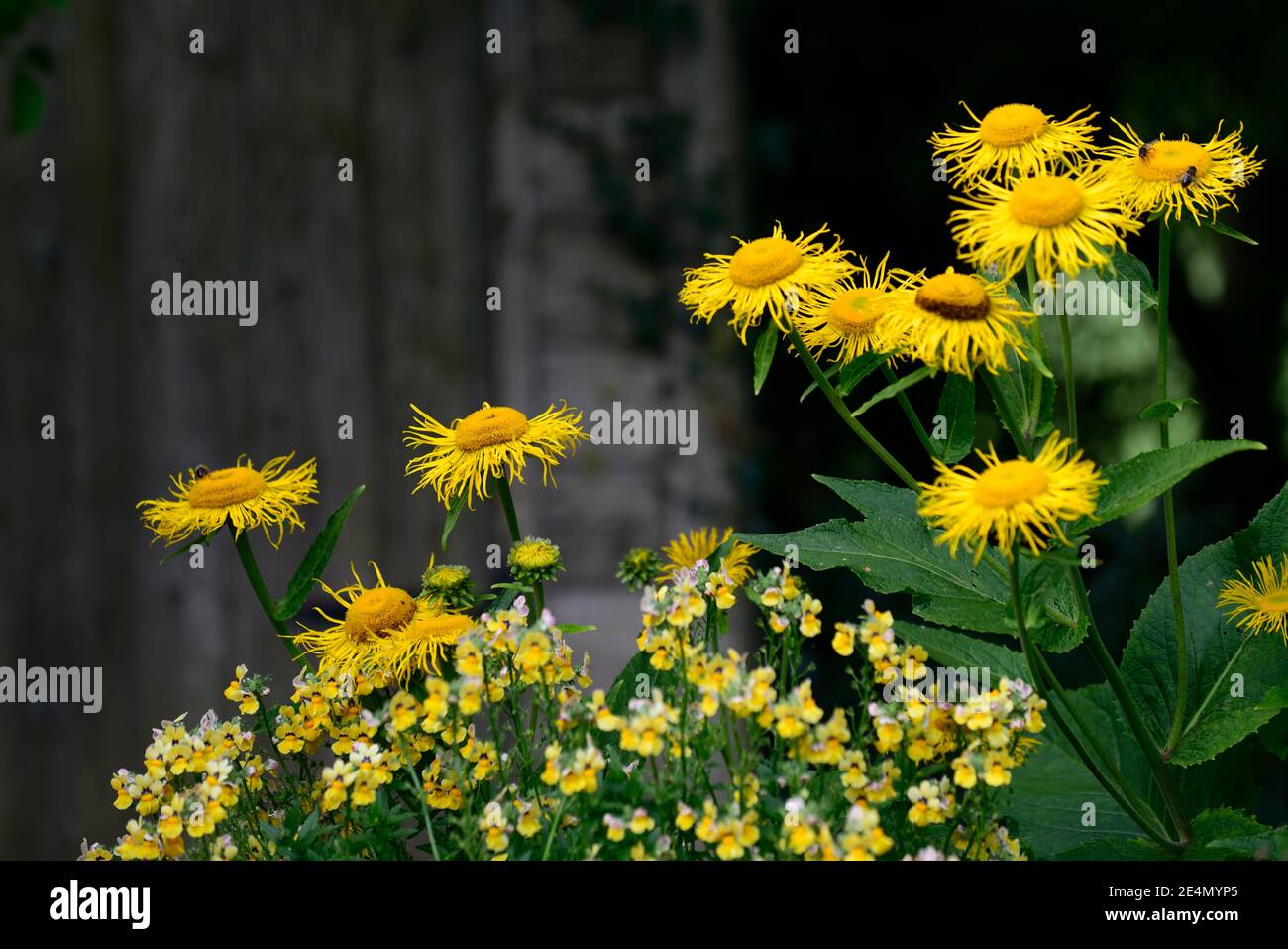 Annuals and perennials hires stock photography and images Alamy