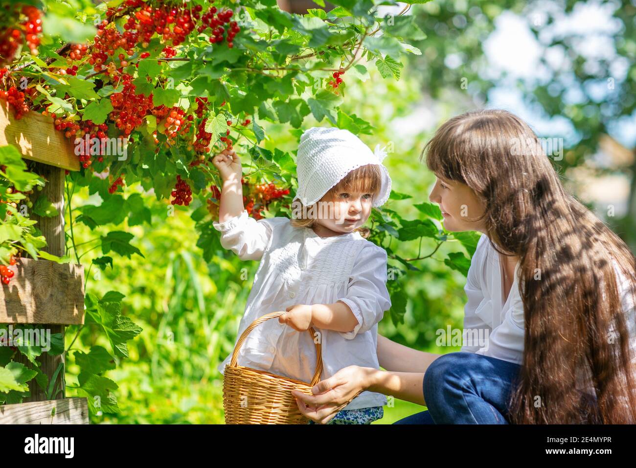 a girl in a white blouse with a basket collects red currant berries from a  branch with her mother Stock Photo - Alamy
