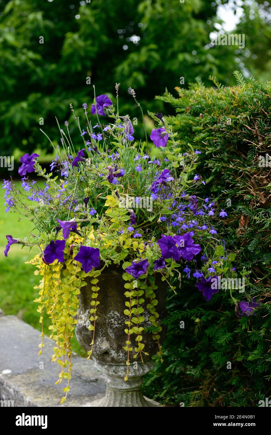 Petunia on sale table azure