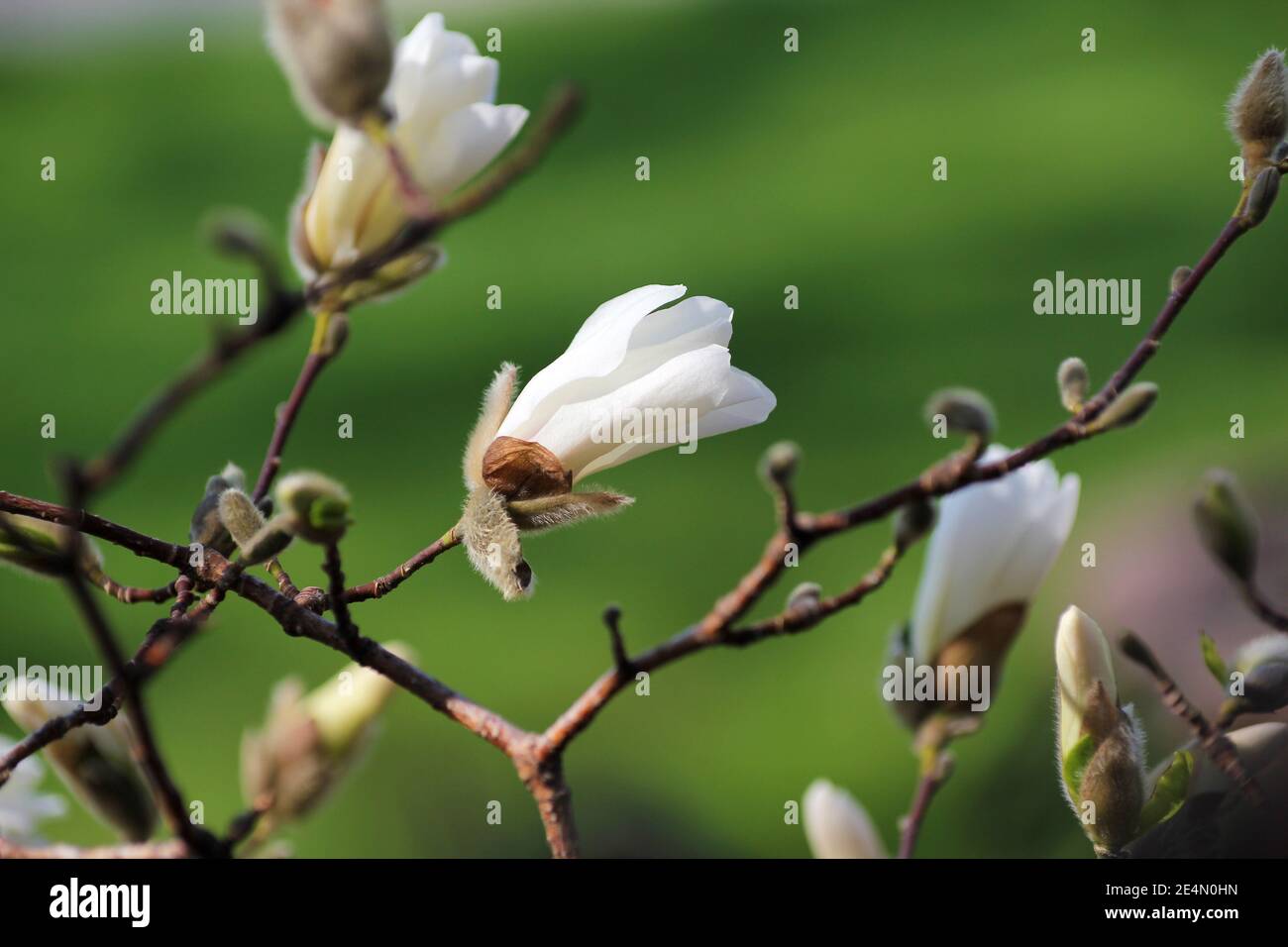 Magnolia tree blossoms Stock Photo