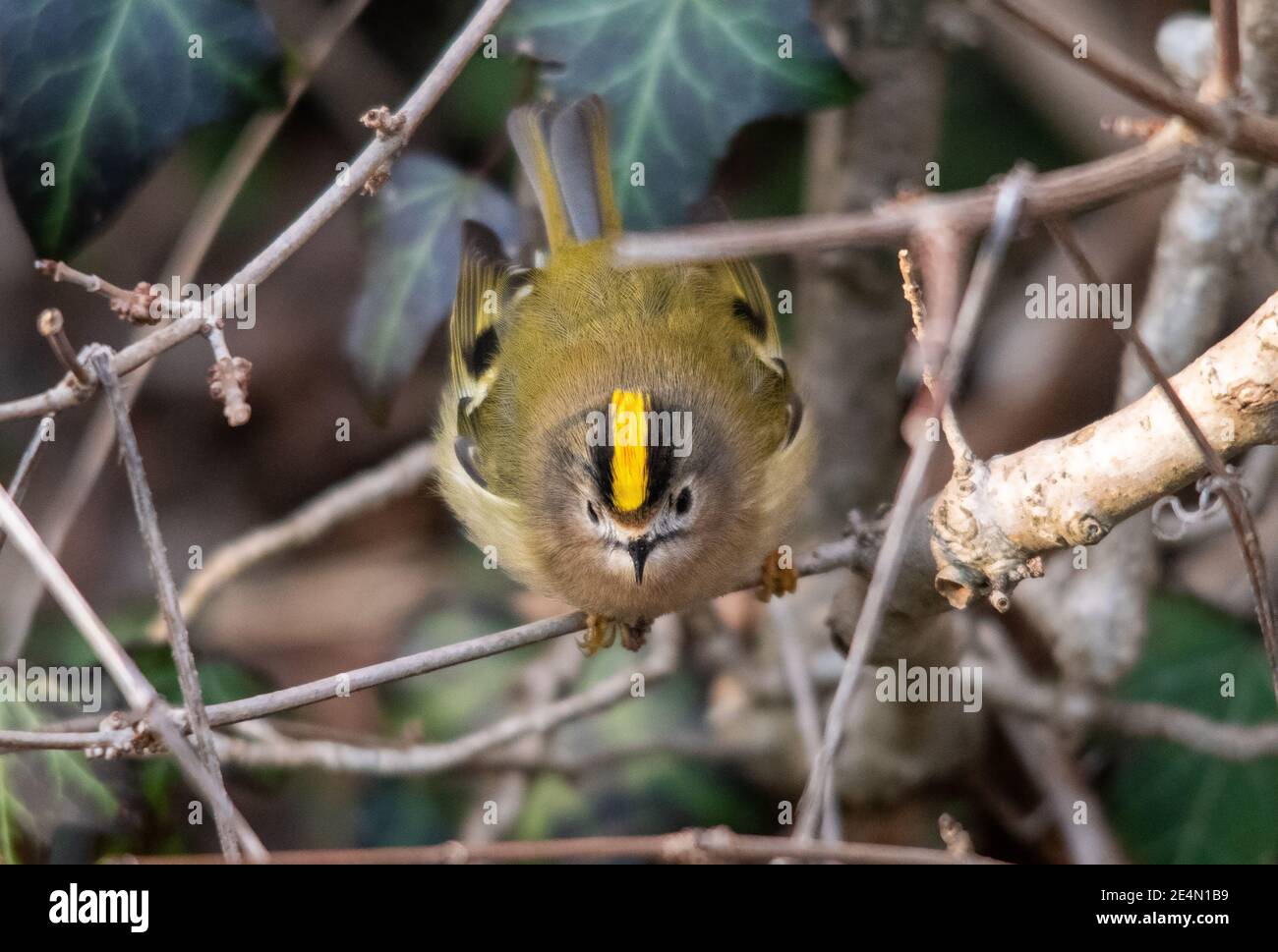 Uk smallest bird hi-res stock photography and images - Alamy