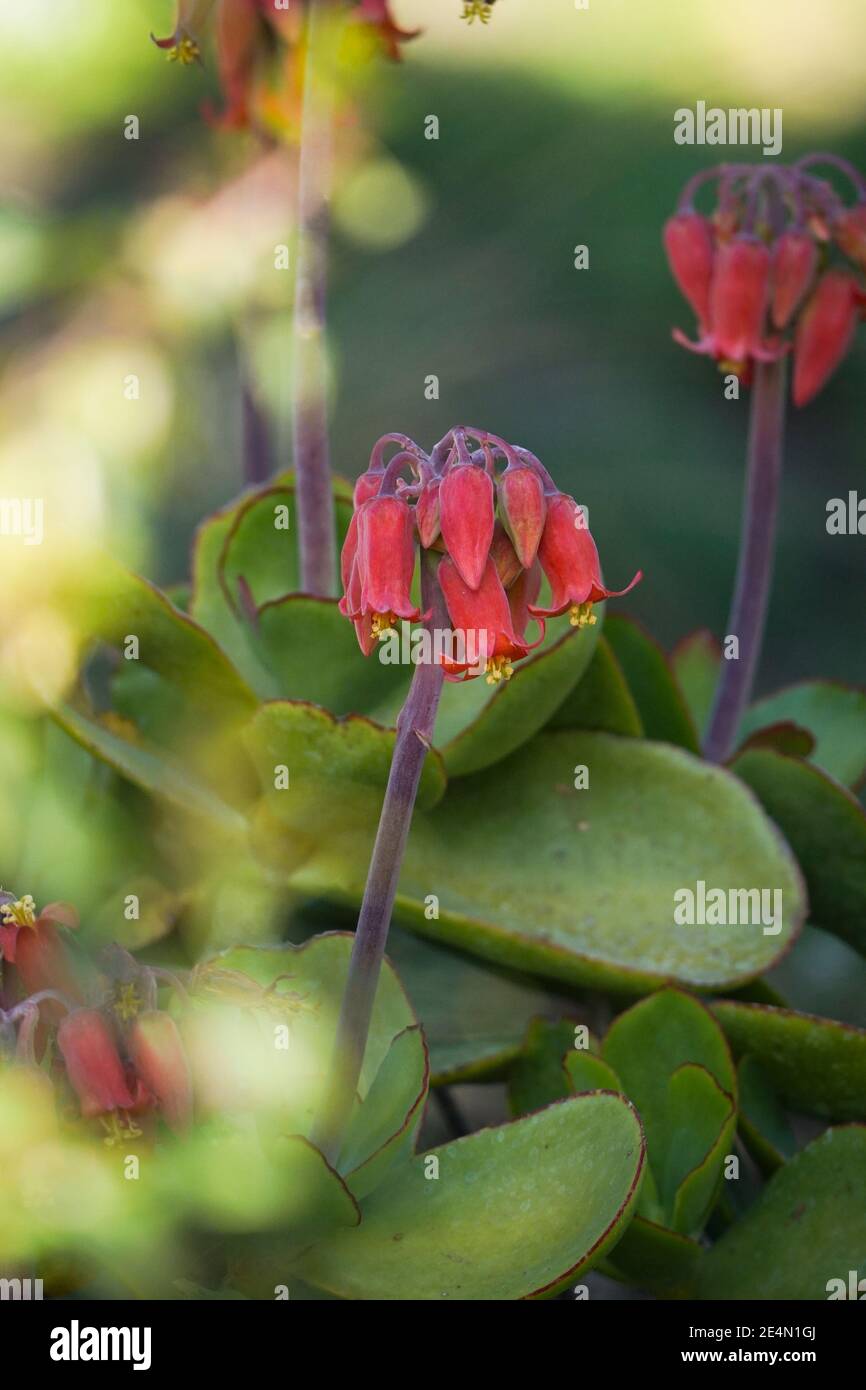 Flowering Round-leafed navel-wort (Cotyledon orbiculata) succulent plant. Stock Photo