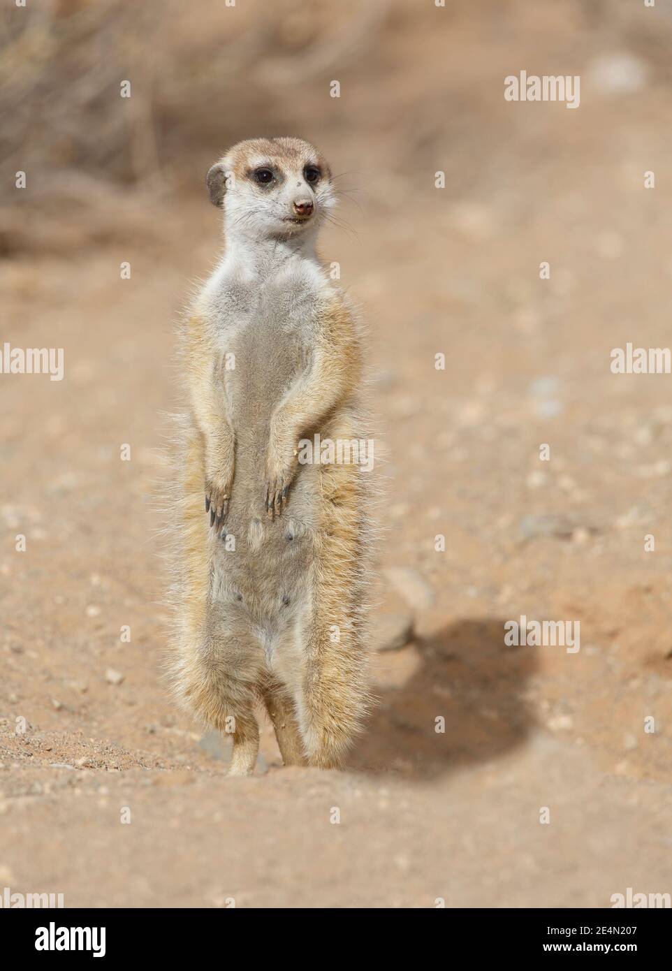Meerkat, Gariganus farm, Namibia, August 2013 Stock Photo