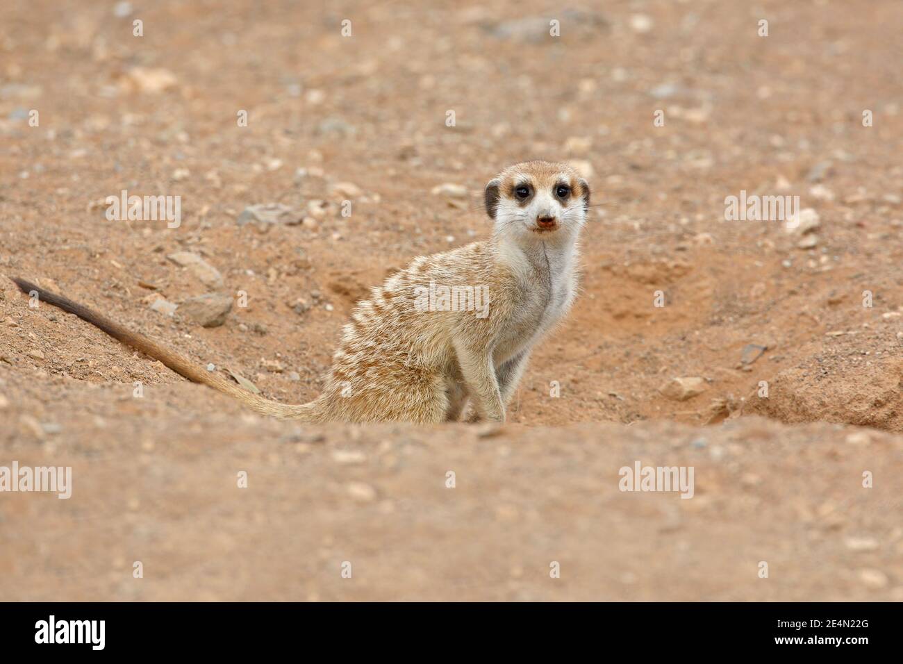 Meerkat, Gariganus farm, Namibia, August 2013 Stock Photo