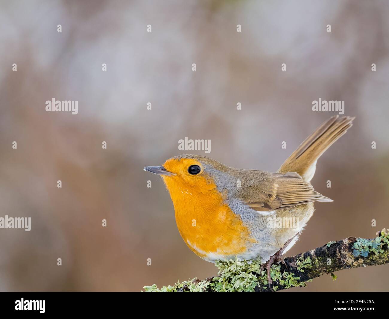 A robin in the snow in winter in mid Wales Stock Photo