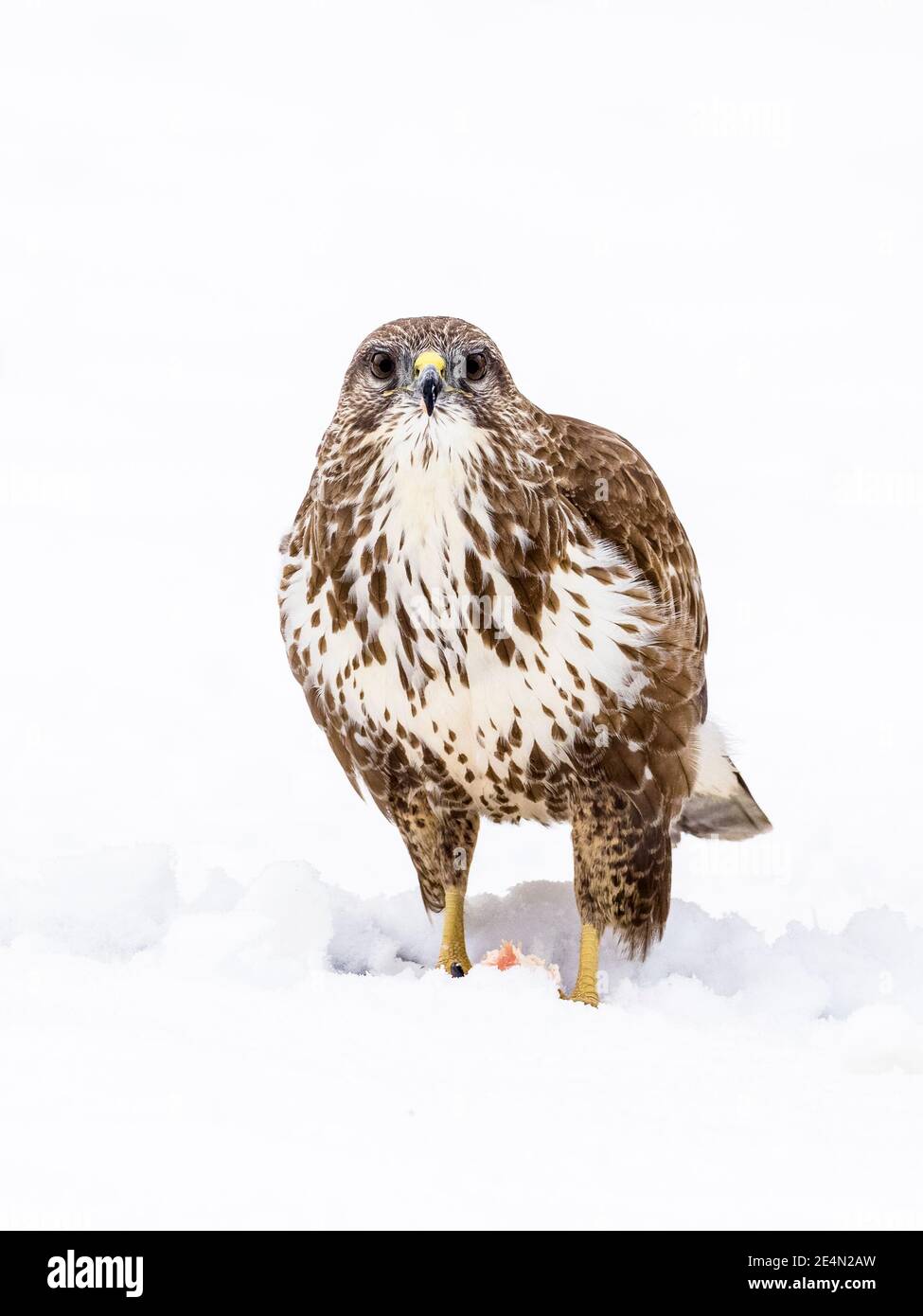 A common buzzard in the snow in winter in mid Wales Stock Photo