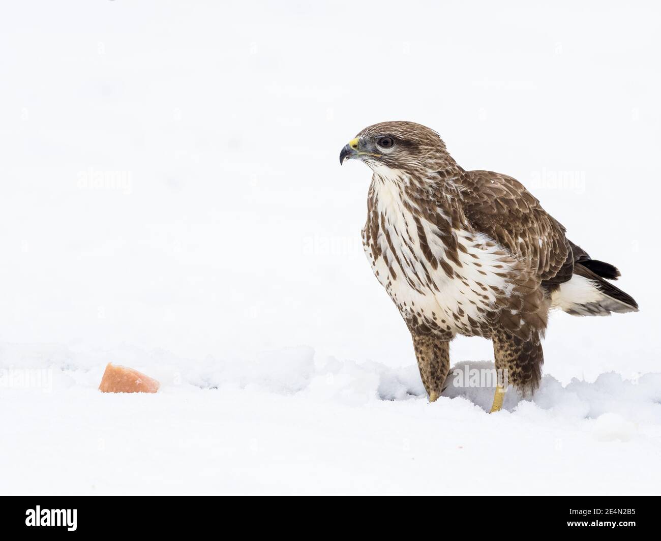 A common buzzard in the snow in winter in mid Wales Stock Photo