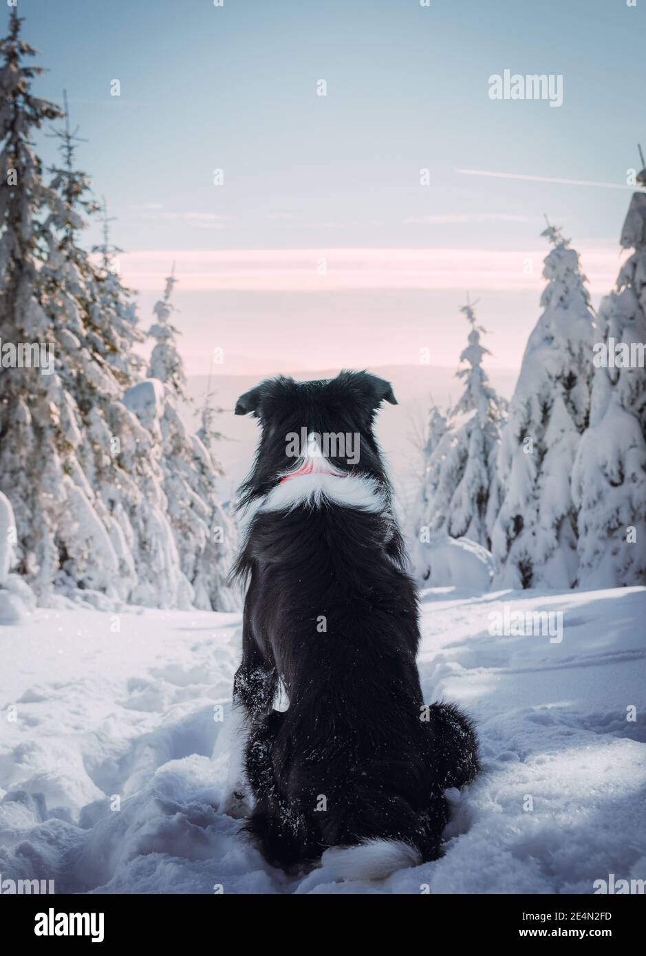 A rear view of border collie sitting in snow during winter Stock Photo