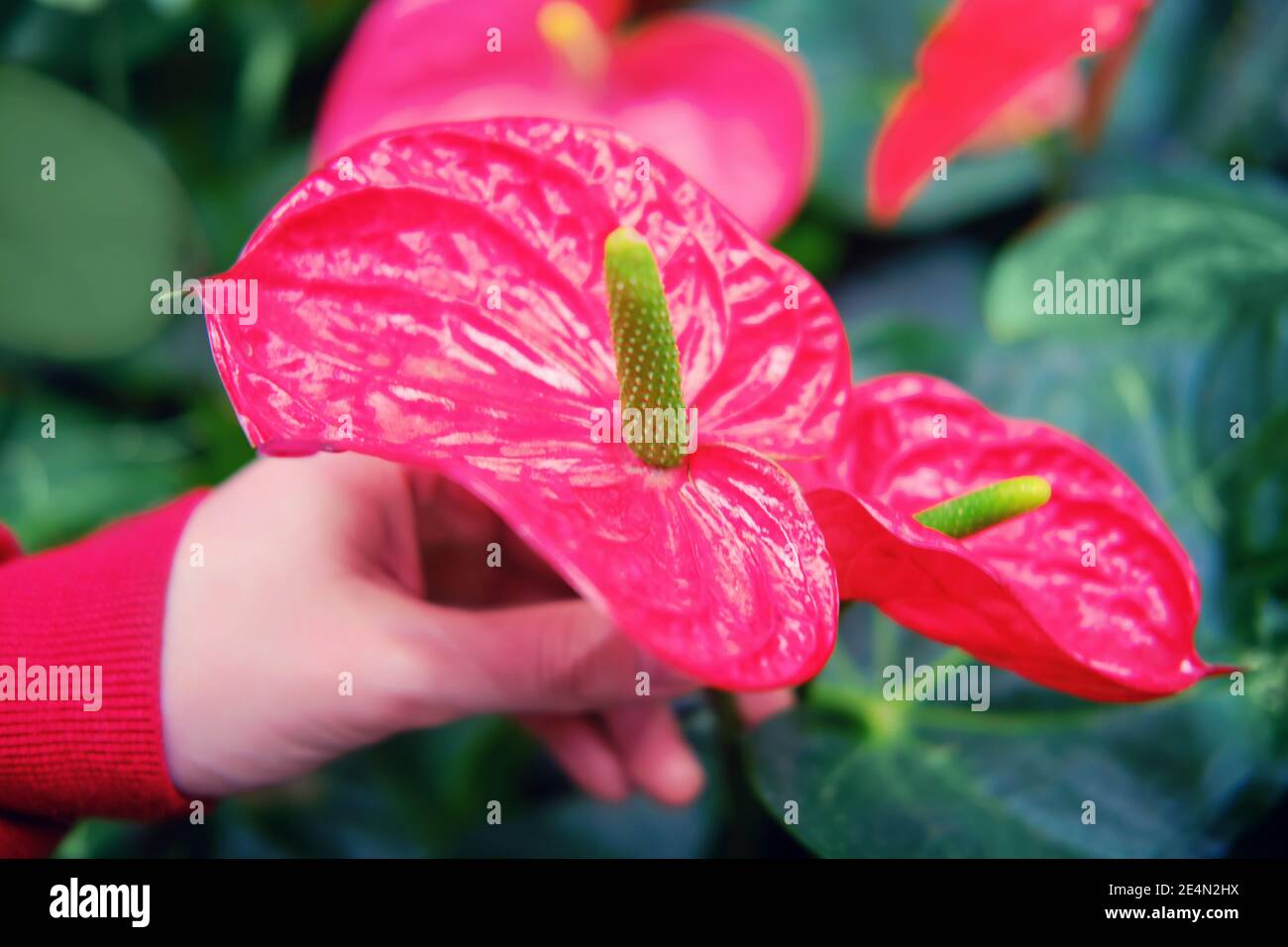 Anthurium is a genus of evergreen plants in the Araceae family. The