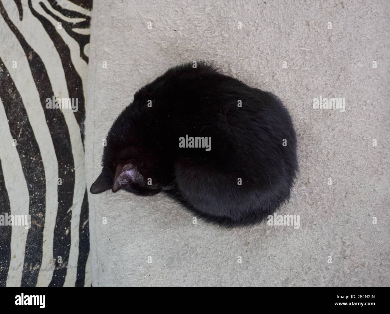 A black curled up cat sleeping on the soft bed Stock Photo