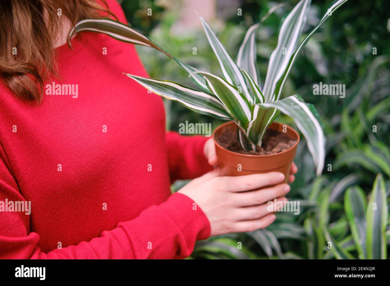 Woman gardener hands with a dracaena deremensis in flower pot, greenhouse store with plants Stock Photo