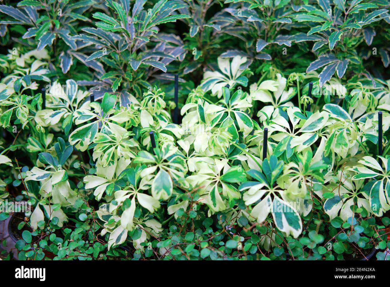 Schefflera arboricola is a flowering plant in the Araliaceae family, native  to Taiwan and Hainan. Its common name is the dwarf umbrella tree Stock  Photo - Alamy