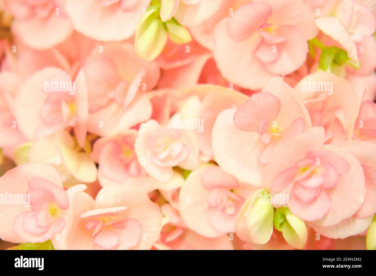 Pink begonia flower, bud copy space for text. Buying houseplants and flowers for home gardening. With 1831 species Begonia is one of the largest gener Stock Photo