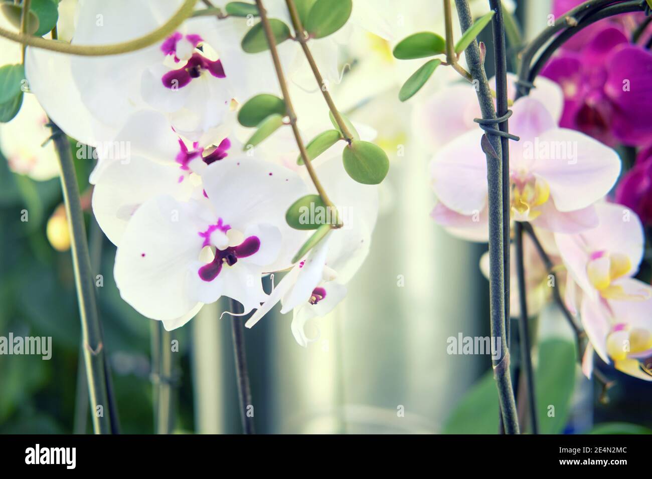 Phalaenopsis is a genus of epiphytic, sometimes lithophytic, herbaceous plants in the family Orchidaceae from Southeast Asia, the Philippines, and nor Stock Photo