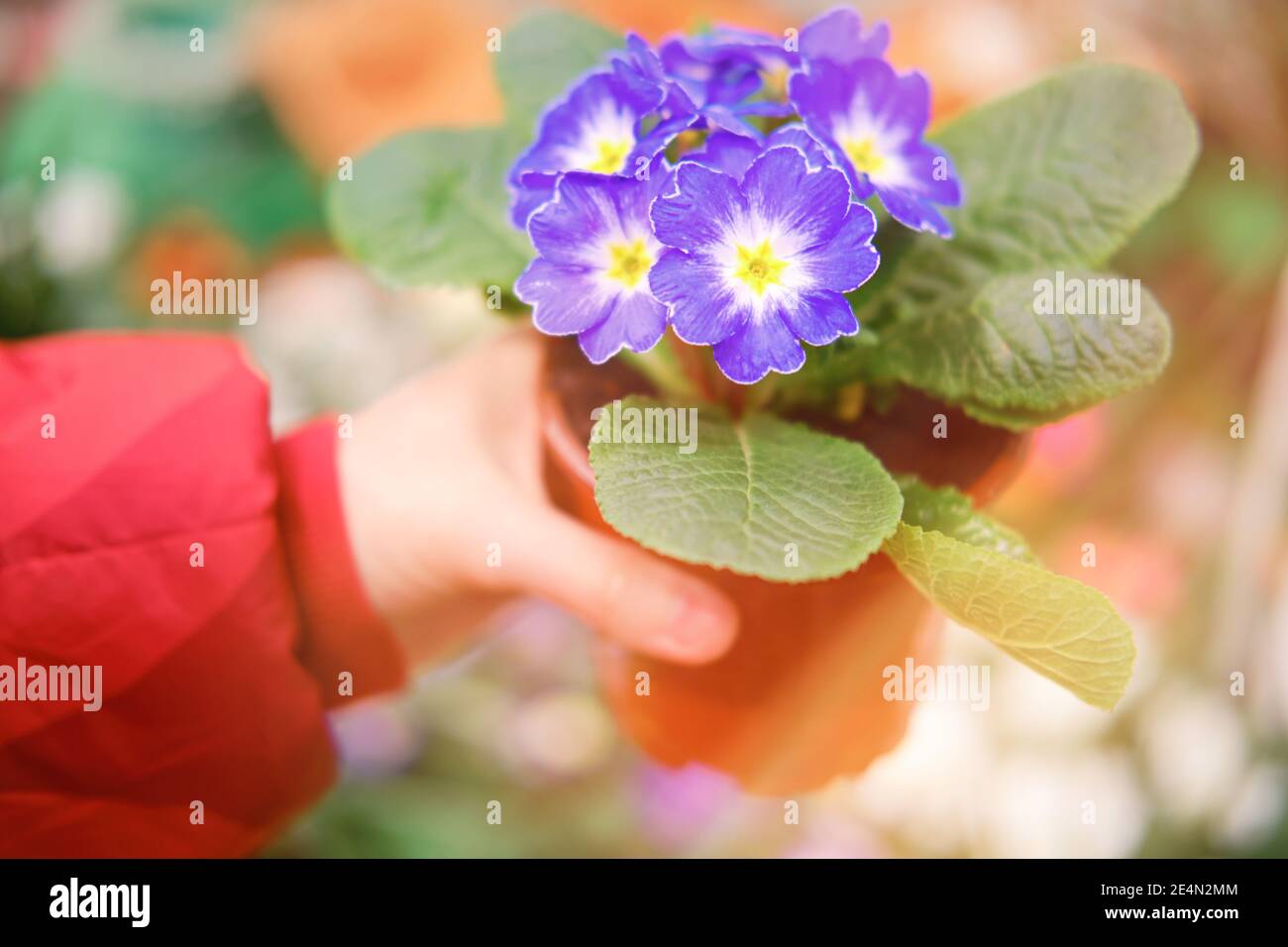 Primrose spring blue is a perennial herbaceous plant, a species of the genus Primrose. Stock Photo