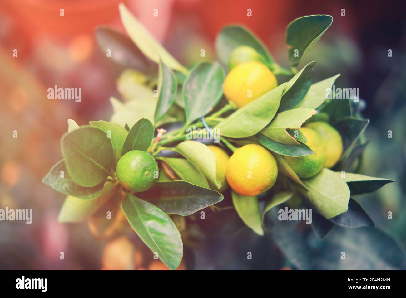 Calamondin, or citrofortunella microcarpa belongs to the Rutaceae family. Citrus tree a hybrid of tangerine tree with kumquat fortunella Stock Photo