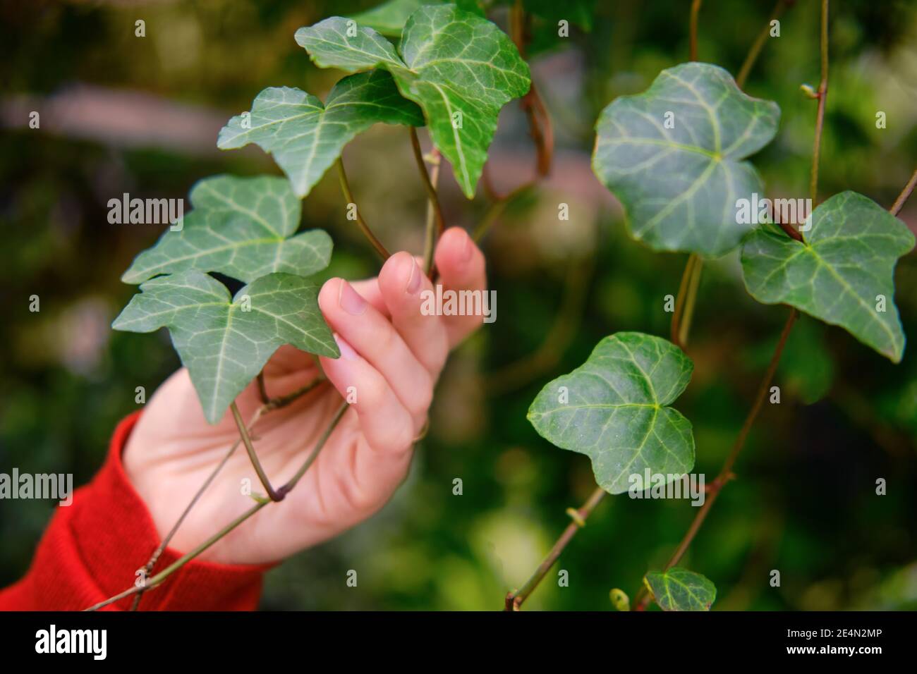 Man florist hands with hedera helix leaf, greenhouse with plants Stock Photo