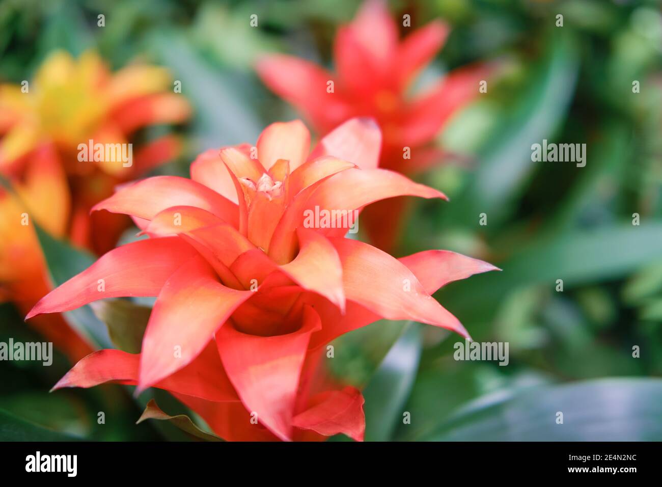 Red bromelia flower, copy space for text. Bromelia is a genus of plants in the Bromeliaceae family that includes about 50 species native to tropical a Stock Photo