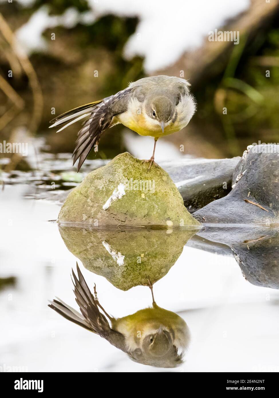 A grey wagtail on a garden pond in winter in mid Wales Stock Photo