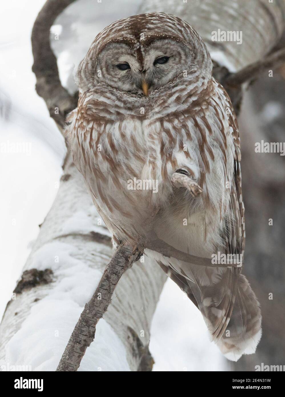 Barred Owl standing on a tree branch, Quebec, Canada Stock Photo