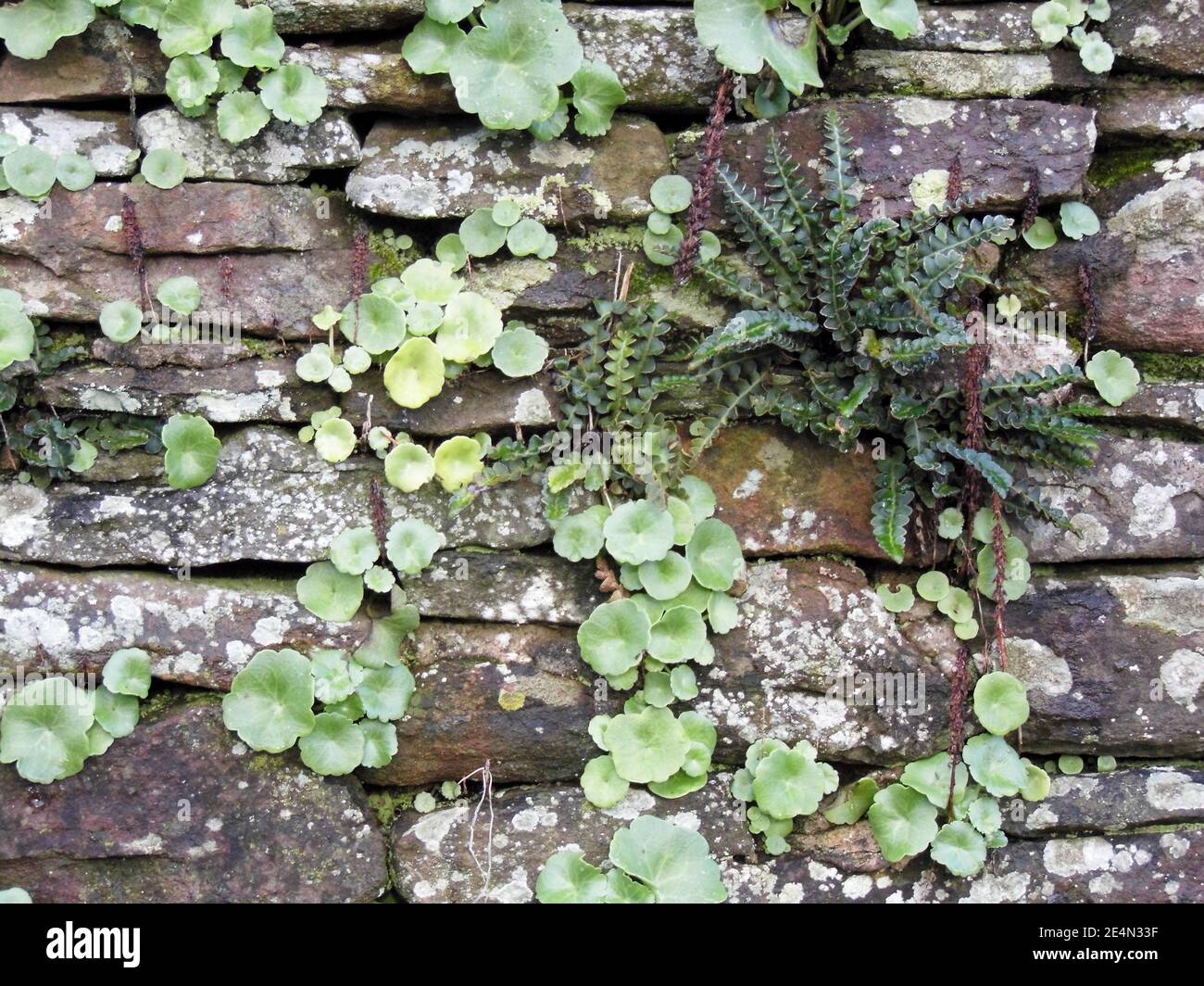 Old stone wall texture background Stock Photo - Alamy