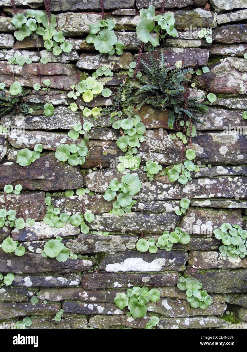 Old stone wall texture background Stock Photo - Alamy