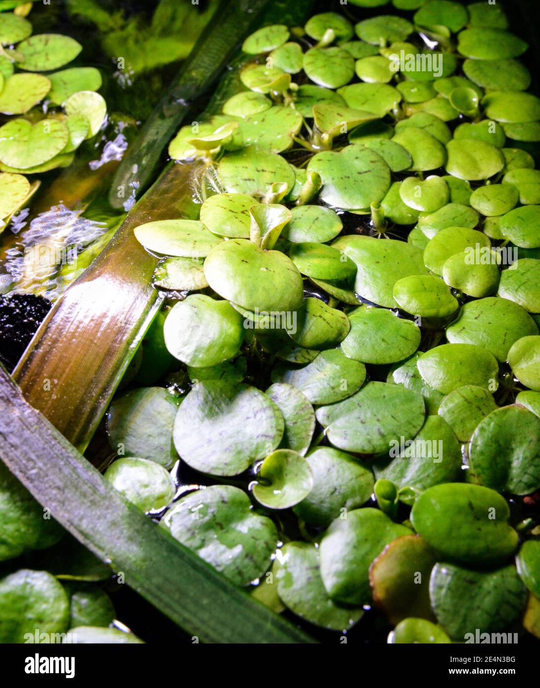 Floating aquarium plant or fish tank, water lily type. Limnobium laevigatum. Stock Photo