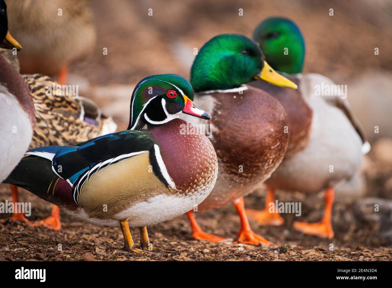 Most common duck in north america hires stock photography and images