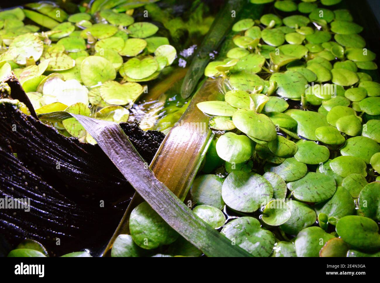 Floating aquarium plant or fish tank, water lily type. Limnobium laevigatum. Stock Photo