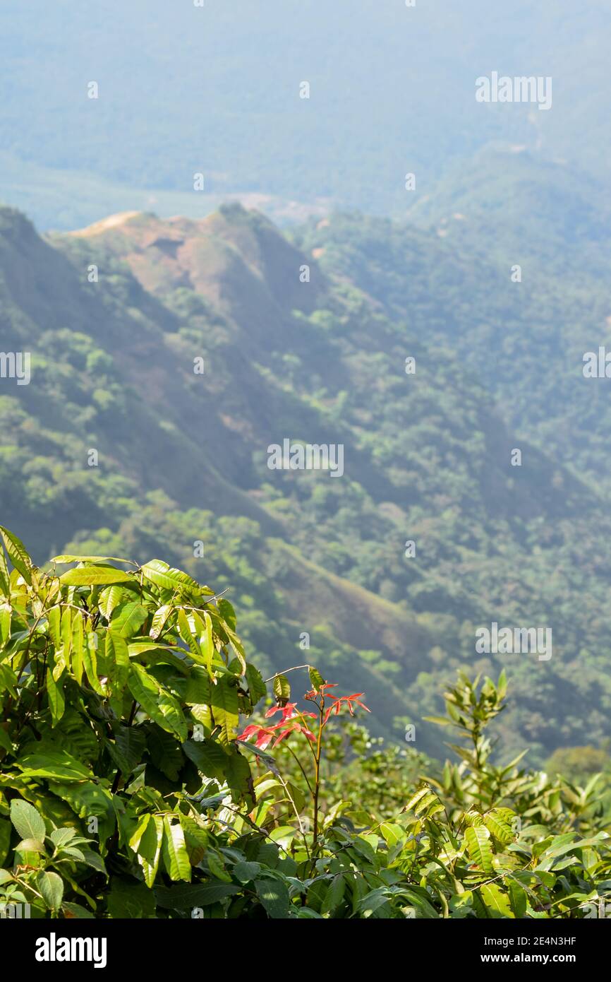 Beautiful Indian landscape of western ghats forest in Maharashtra. Used selective focus on foliage. Stock Photo