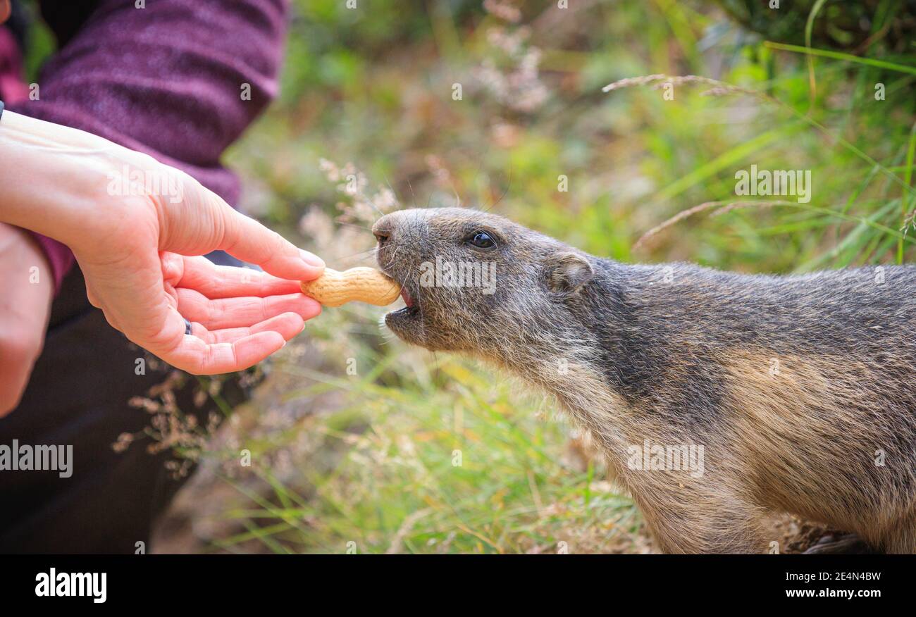 wild Marmot Marmota groundhog is getting fed in the swiss alps Switzerland animal wildlife ground squirrel with hand human hand, peanut macro detail Stock Photo