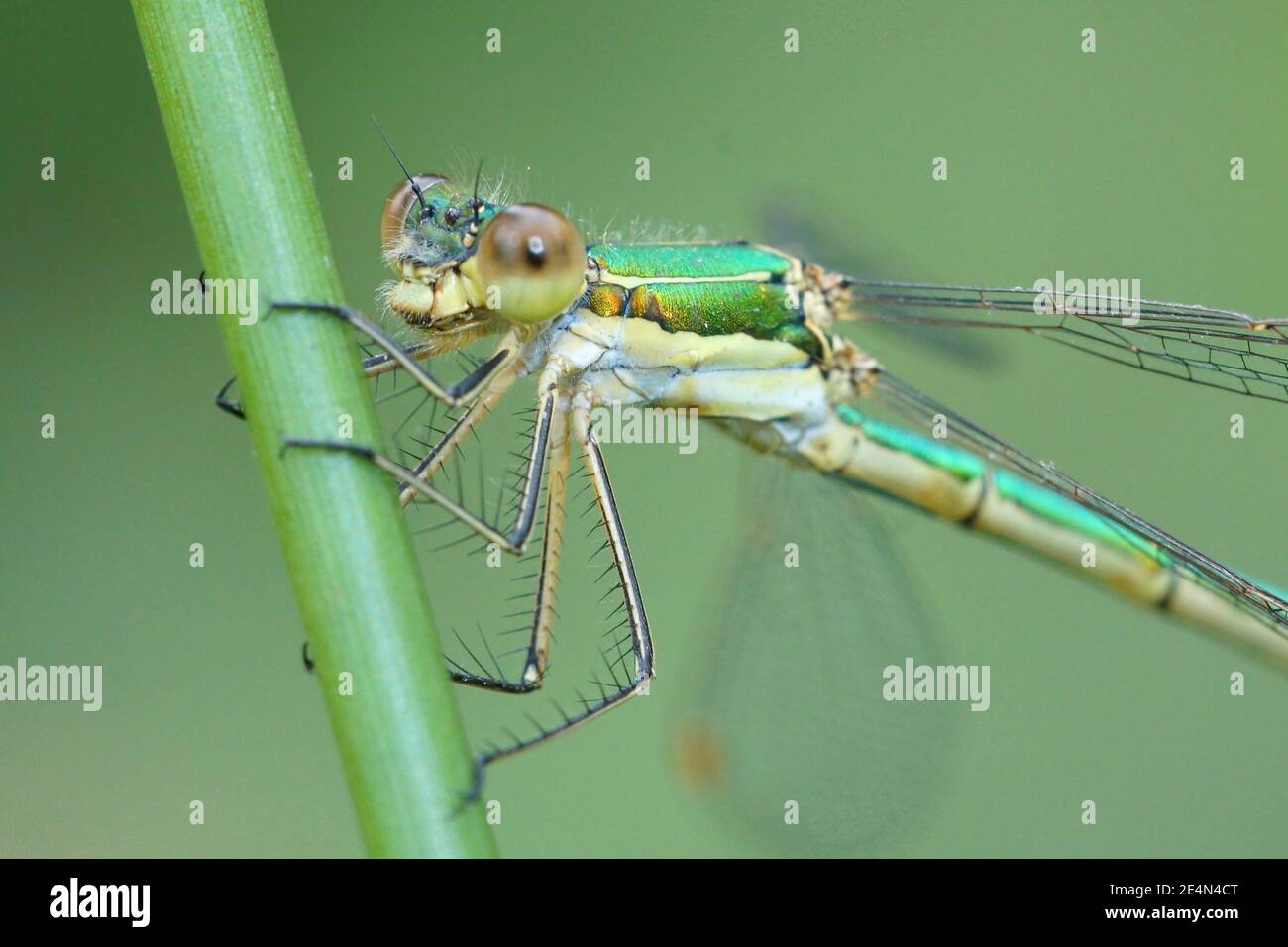 Close up of one our green spreadwing dasmeflies, Lestes virens Stock Photo