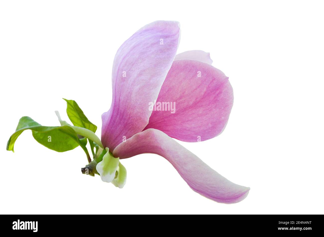blooming magnolia isolated on white background, pink flower close up ...