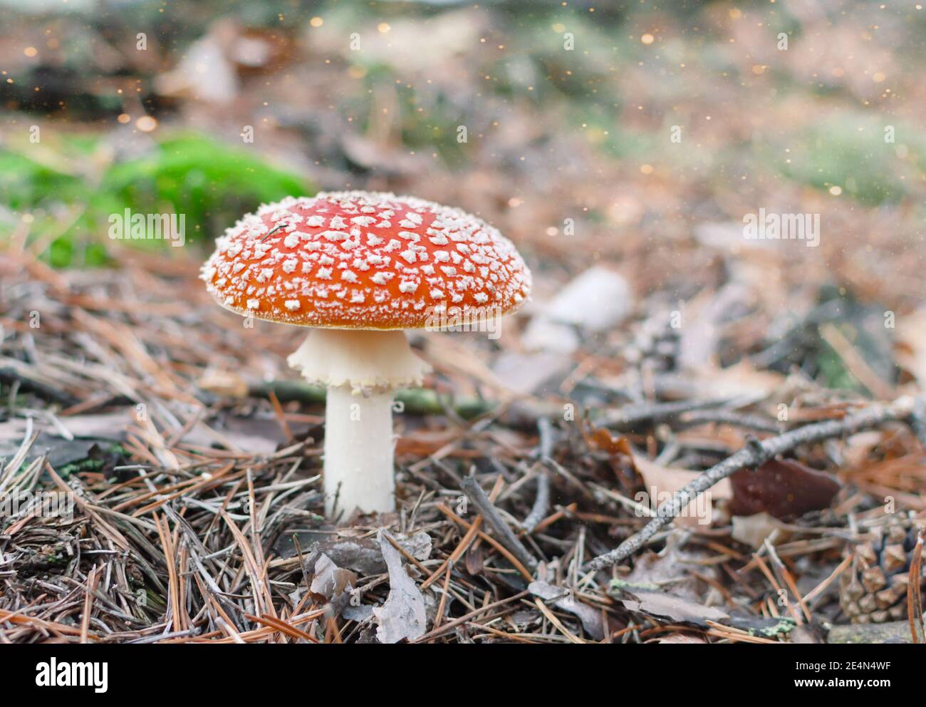 fly agaric, not edible mushroom with a red cap against the background of a yellow forest, autumn on a warm day, close-up Stock Photo