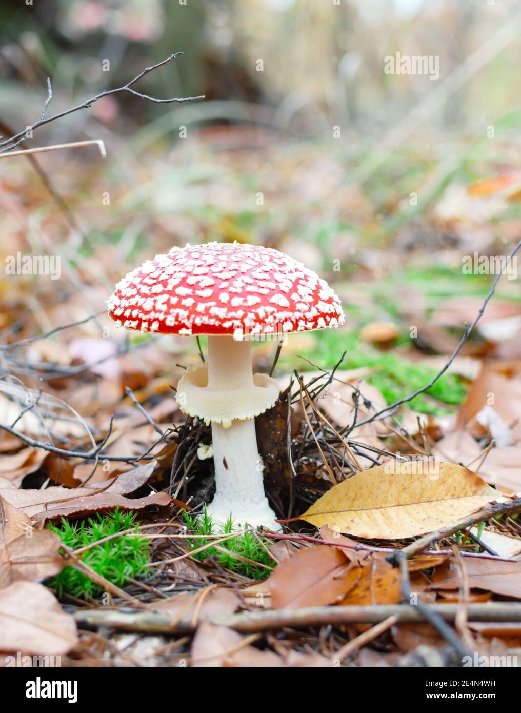 poisonous mushroom with a red cap on the background of a yellow forest, close-up on a warm autumn day Stock Photo