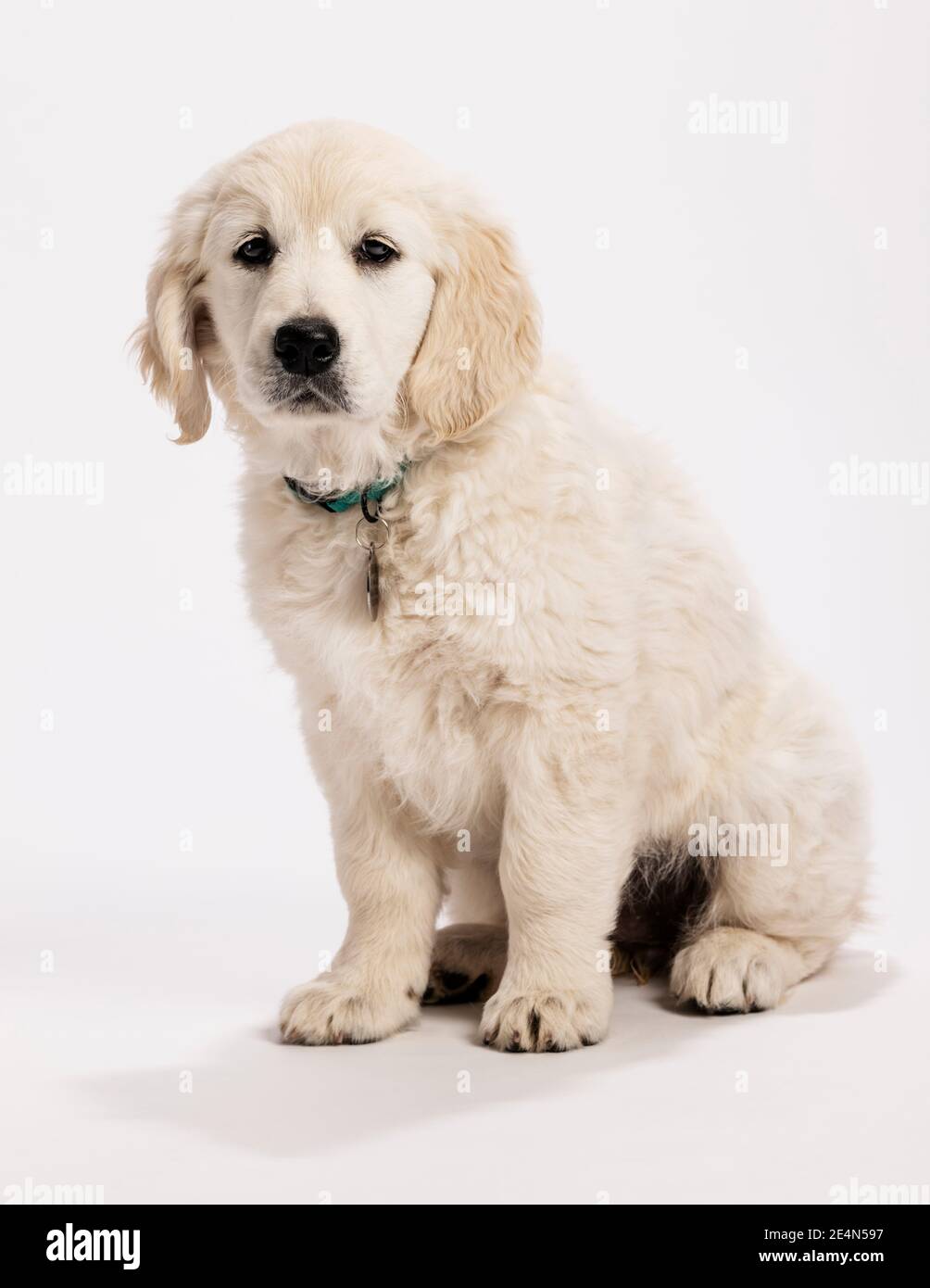 Platinum, or Cream colored Golden Retriever puppy on white photo studio background Stock Photo
