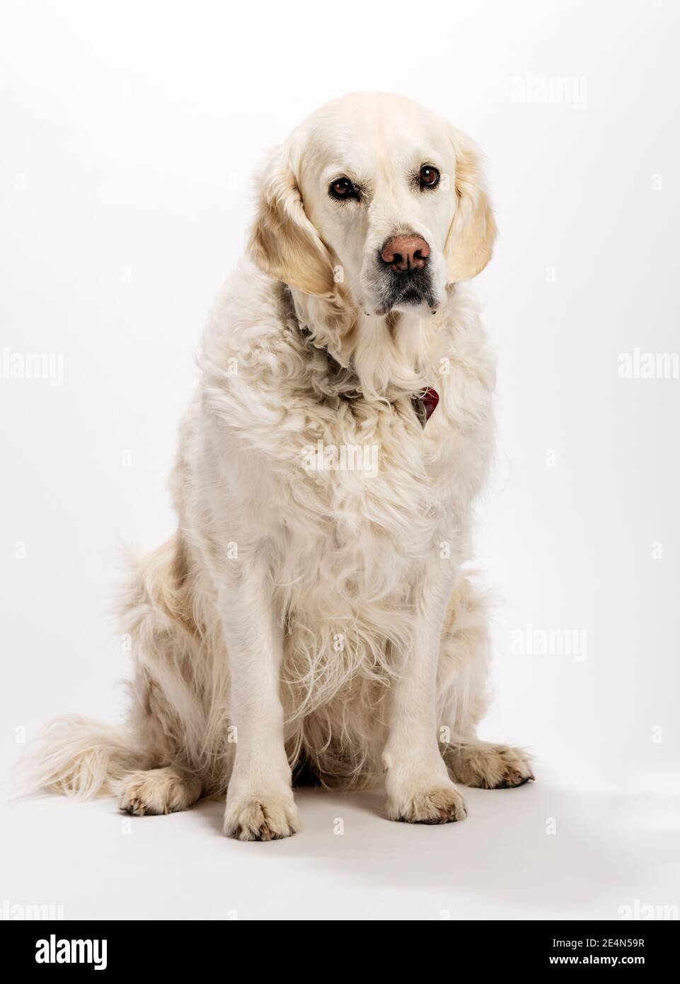 Eight year old Platinum, or Cream colored Golden Retriever dog on white photography studio background. Stock Photo