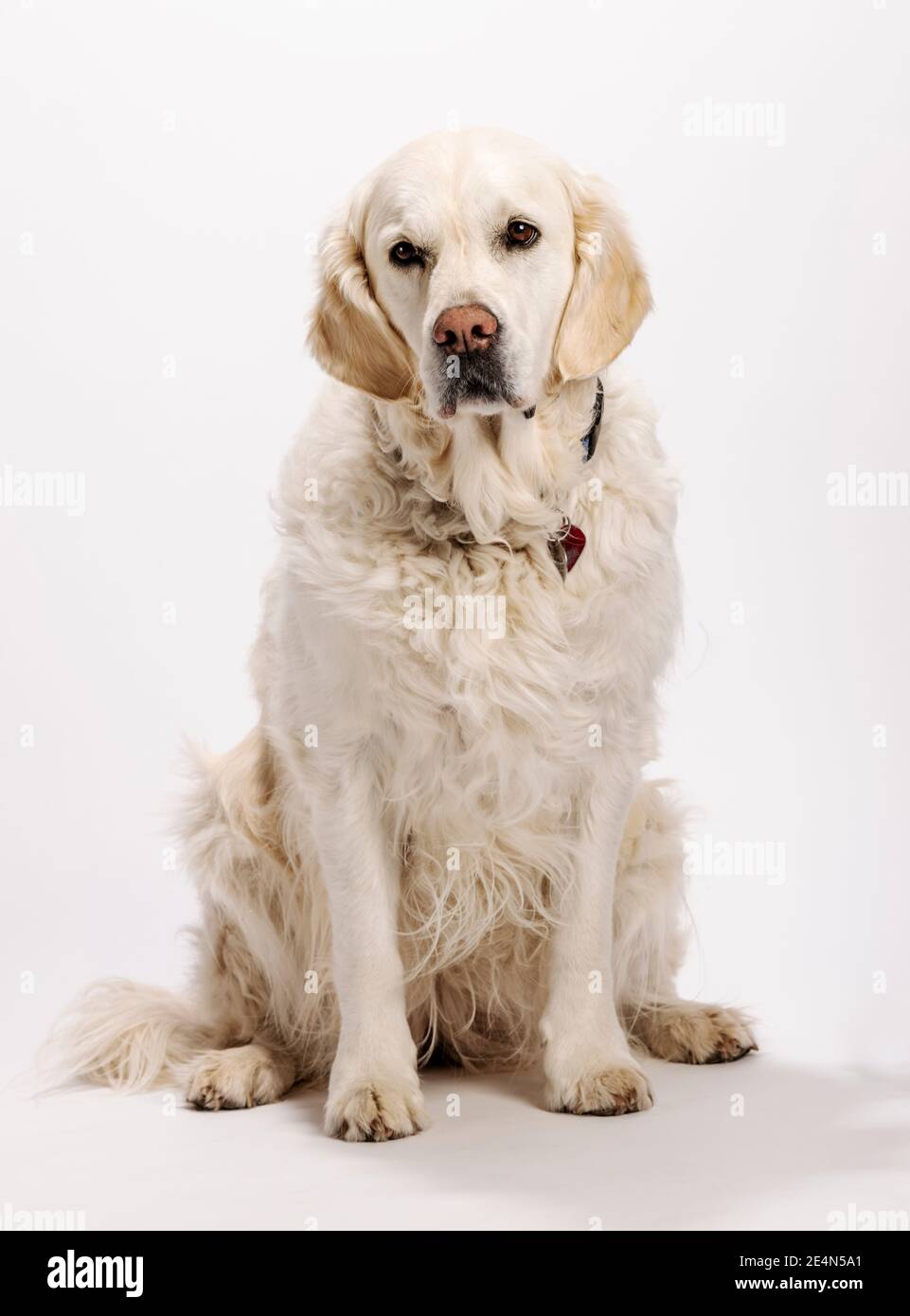Eight year old Platinum, or Cream colored Golden Retriever dog on white photography studio background. Stock Photo