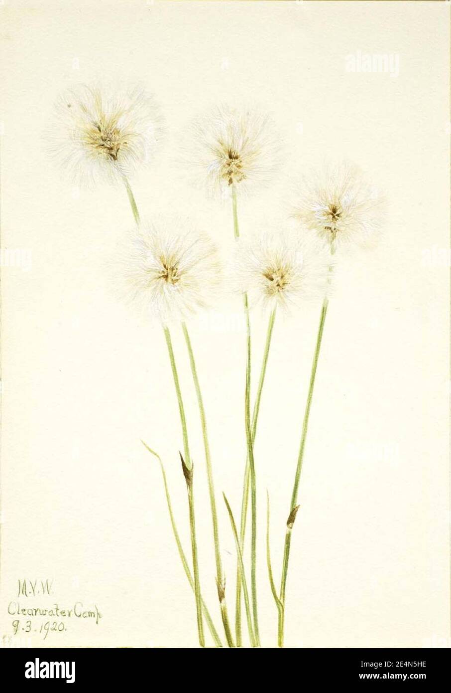 Mary Vaux Walcott - Slender Cotton-Grass (Eriophorum chamissonis) Stock Photo