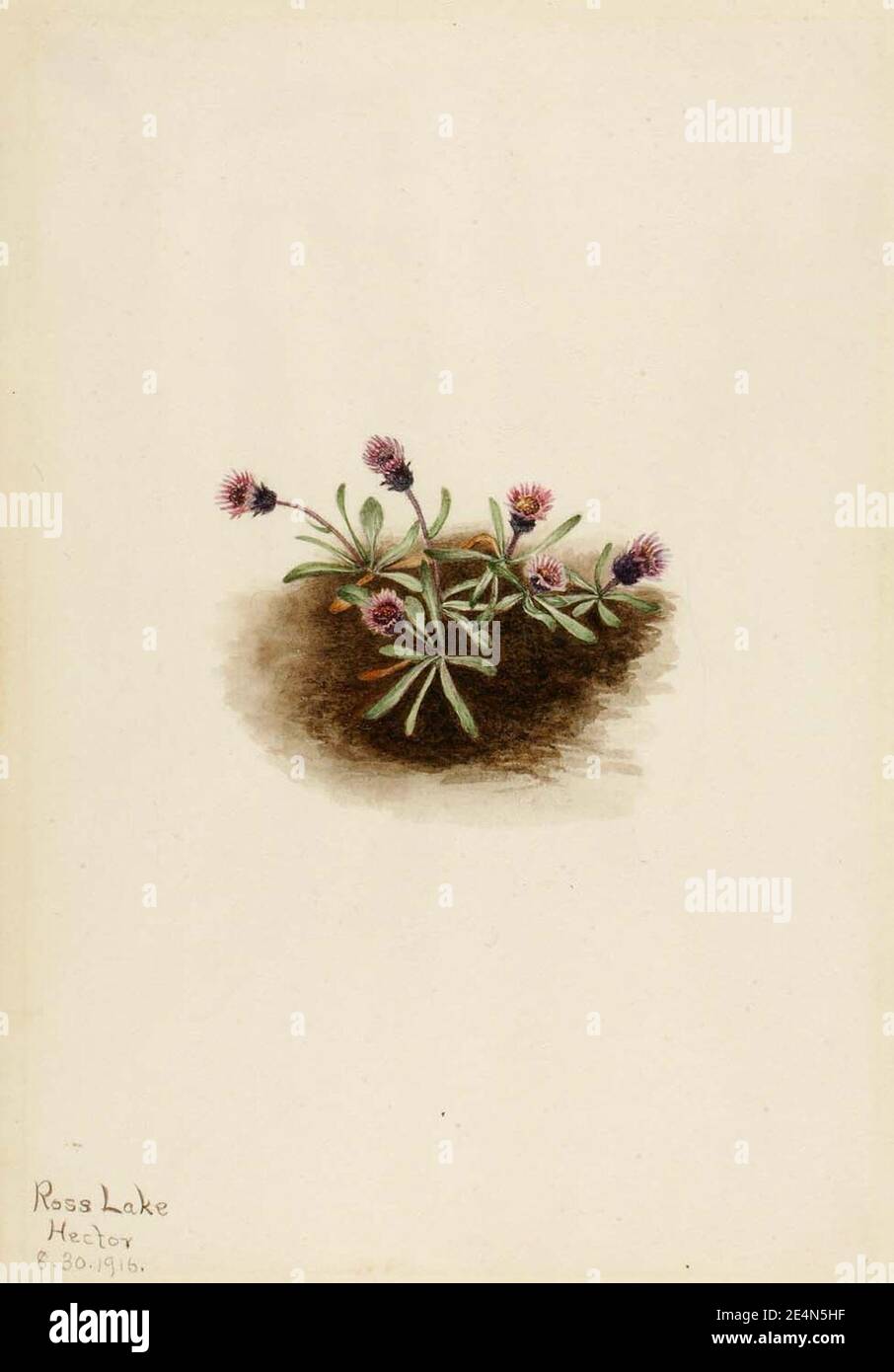 Mary Vaux Walcott - Alpine Fleabane (Erigeron unalaschcensis) Stock Photo