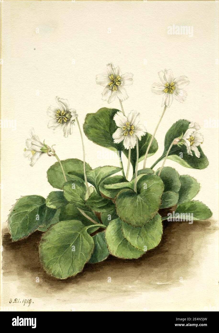 Mary Vaux Walcott - Oconee-Bells (Shortia galacifolia) Stock Photo