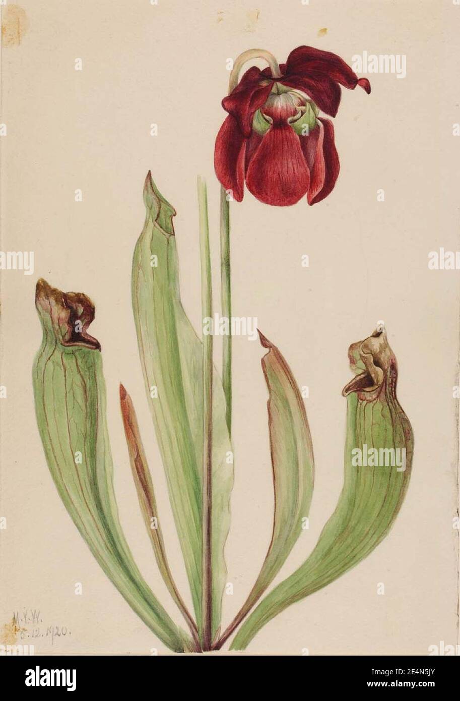 Mary Vaux Walcott - Hybrid Pitcherplant (Sarracenia rubra xs purpurea venosa) Stock Photo